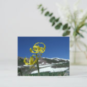 氷河リリー ポストカード (スタンド正面)