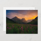 氷河野生の花 ポストカード (正面/裏面)