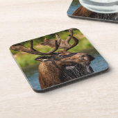 氷河食べ物を与え国立公園のブルムース コースター (左側)