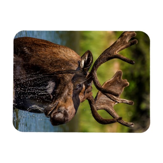 氷河食べ物を与え国立公園のブルムース マグネット (横)