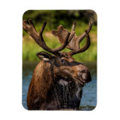 氷河食べ物を与え国立公園のブルムース マグネット (縦)