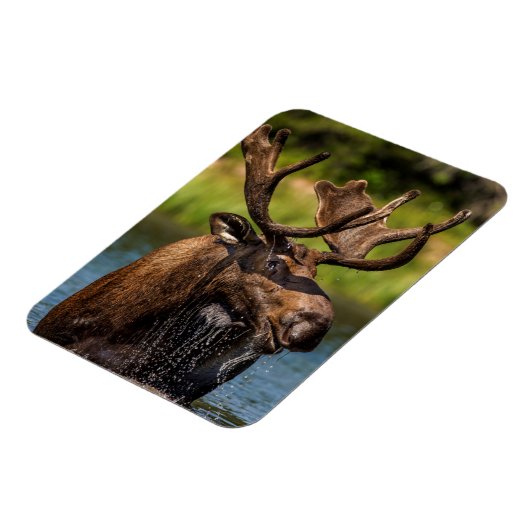 氷河食べ物を与え国立公園のブルムース マグネット (左側)