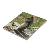 氷河Iの黄金のマントルの地面リス タイル (側面)