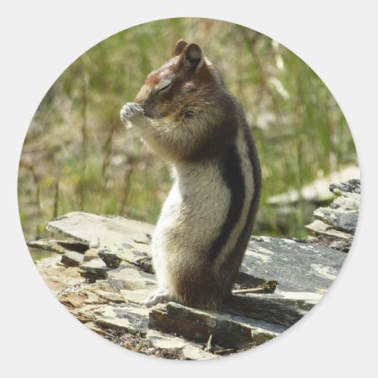 氷河Iの黄金のマントルの地面リス ラウンドシール (正面)