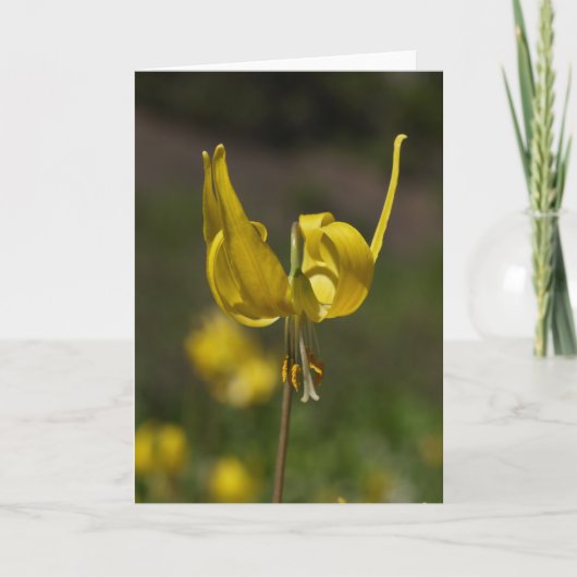 氷河Lilly 09 カード (正面)