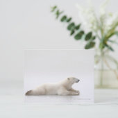 氷湖に横たわるホッキョクグマ ポストカード (スタンド正面)