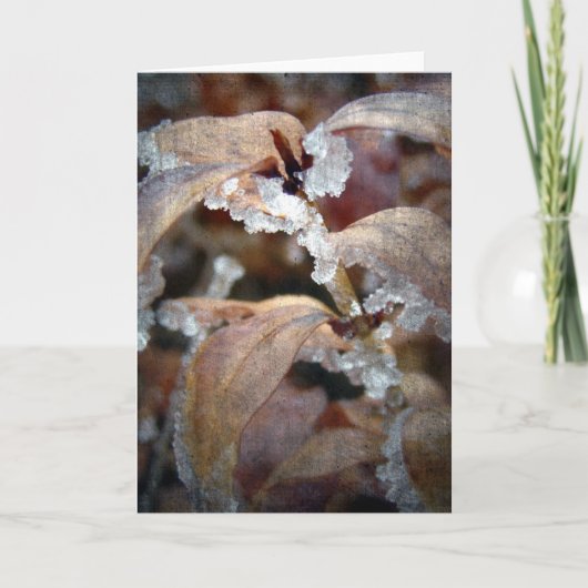 氷葉 カード (正面)