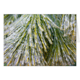 氷被覆松針冬植物学