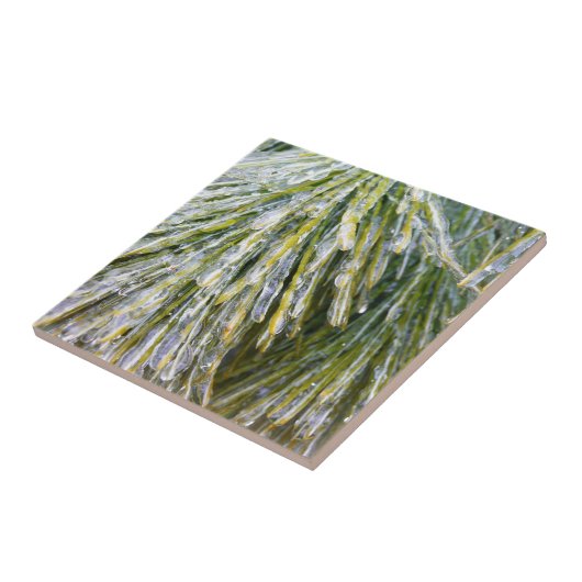 氷被覆松針冬植物学 タイル (側面)