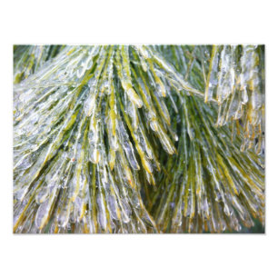 氷被覆松針冬植物学 フォトプリント