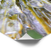 氷被覆松針冬植物学 ポスター (コーナー)