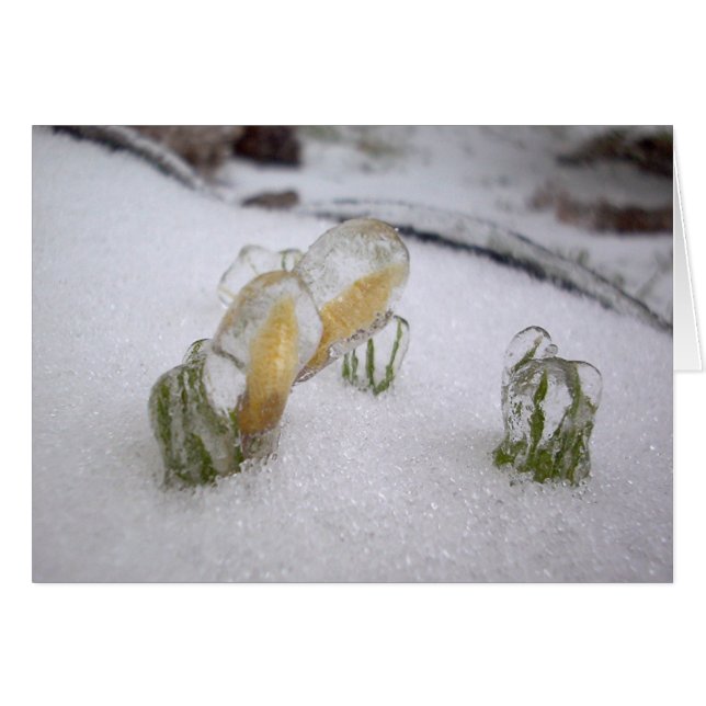 氷雨2003年 (正面横)