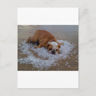 氷、ダムの犬私は熱いです ポストカード