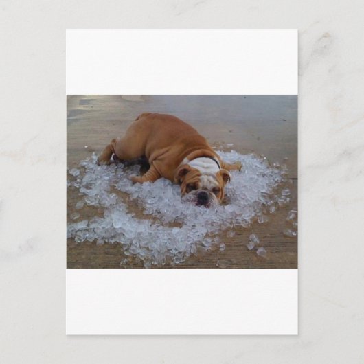 氷、ダムの犬私は熱いです ポストカード (正面)