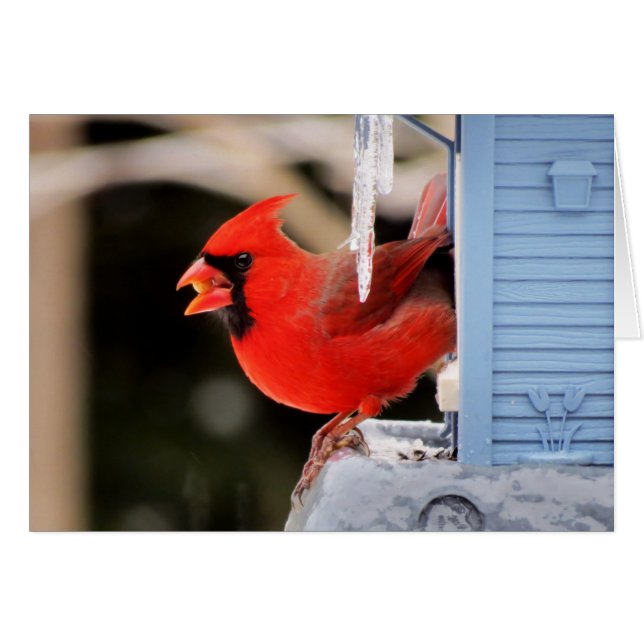 氷-鳥の（鳥）ショウジョウコウカンチョウ (正面横)