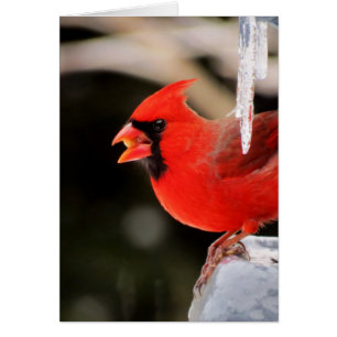 氷-鳥の(鳥)ショウジョウコウカンチョウ