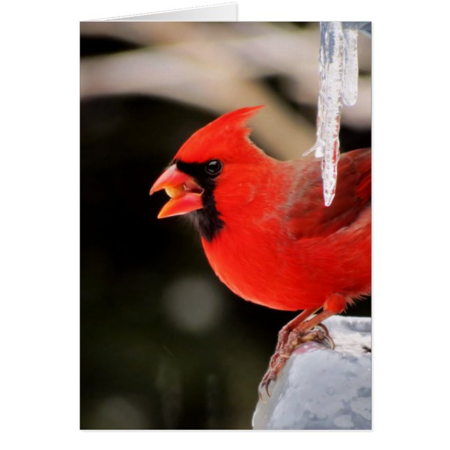 氷-鳥の（鳥）ショウジョウコウカンチョウ (正面)