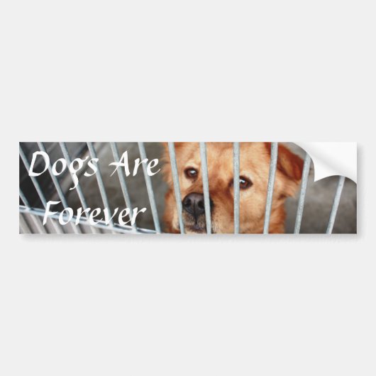 永久に バンパーステッカー (正面)