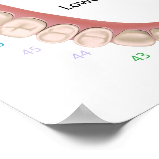 永久歯成人歯科ポスター ポスター (角)