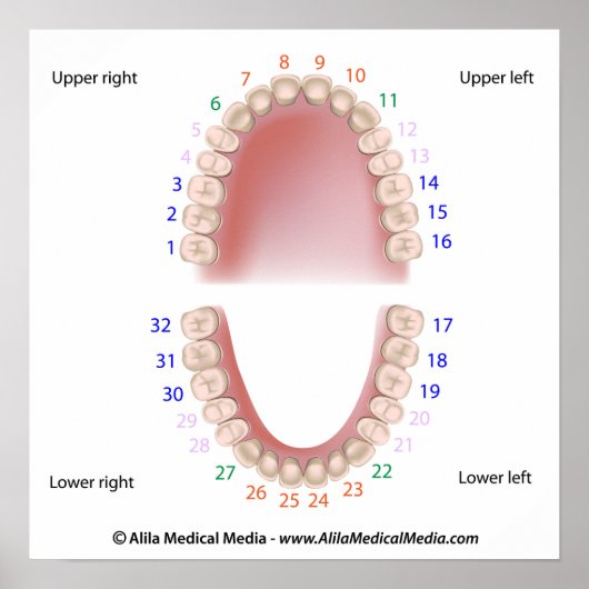 永久歯,成人歯科,番号,ポスター ポスター (正面)