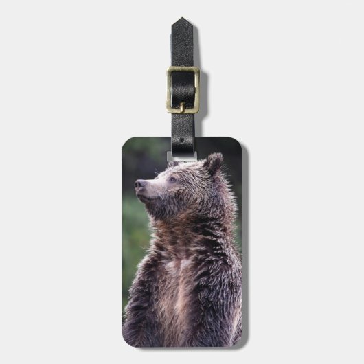 永続的な灰色グマ ラゲッジタグ (正面縦)