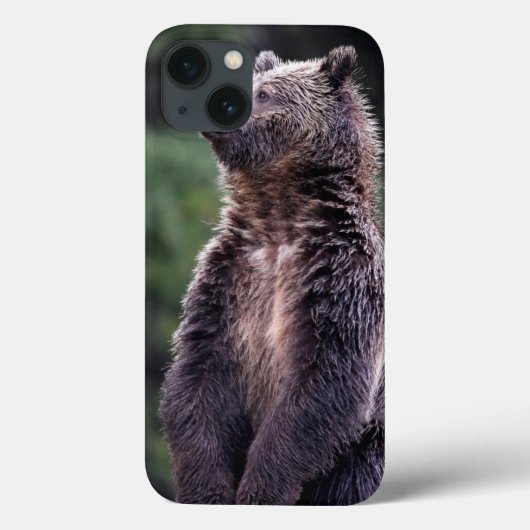 永続的な灰色グマ Case-Mate iPhoneケース (裏面)