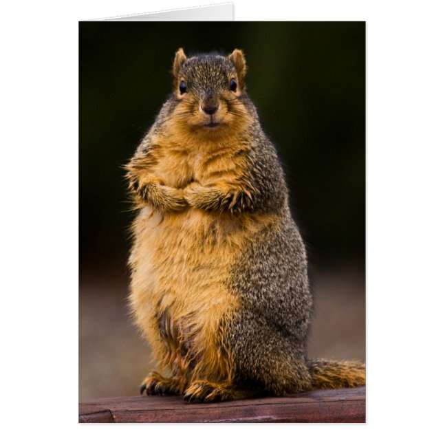 永続的な高い (正面)