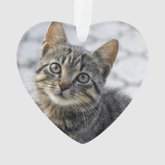 永遠に私たちのハート猫写真 オーナメント (裏面)