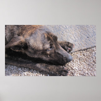 永遠の家に希望を持っている ポスター