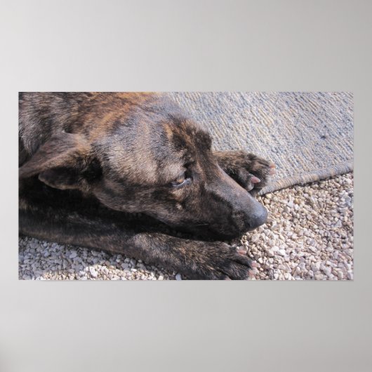 永遠の家に希望を持っている ポスター (正面)