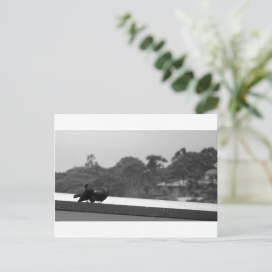 求愛ハト ポストカード (スタンド正面)