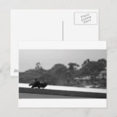 求愛ハト ポストカード (正面/裏面)