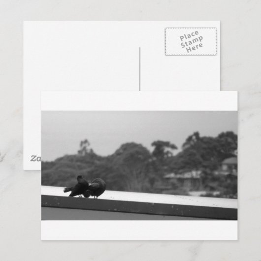 求愛ハト ポストカード (正面/裏面)