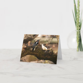 「求愛」(Downy Woodpeckers) – ノートカー空白のド サンキューカード