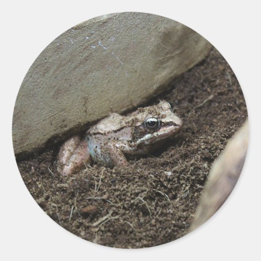 汚いカエル ラウンドシール (正面)