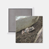 汚れたカエル マグネット (正面/裏面)