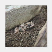 汚れたカエル マグネット (正面)