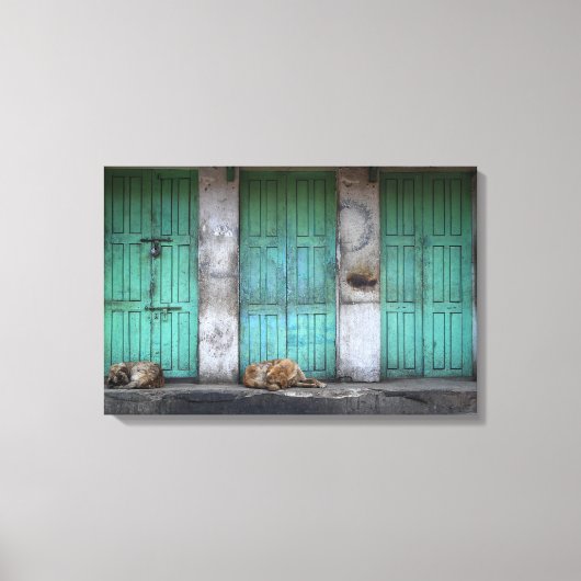 汚れた緑のドアのキャンバスの前に野良犬 キャンバスプリント (正面)