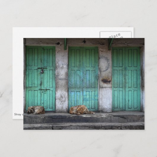 汚れた緑のドアの前の野良犬 ポストカード (正面/裏面)