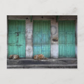 汚れた緑のドアの前の野良犬 ポストカード (正面)