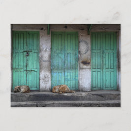 汚れた緑のドアの前の野良犬 ポストカード