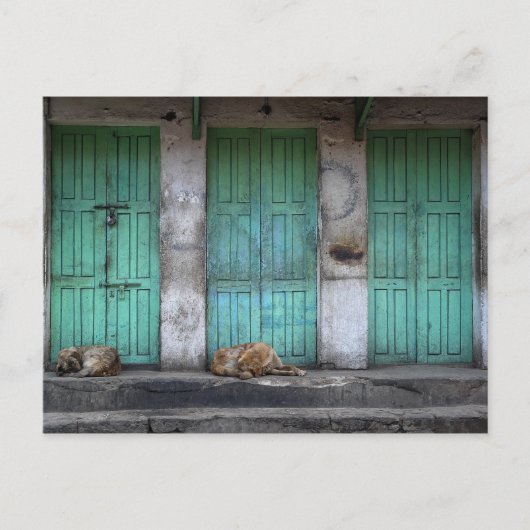 汚れた緑のドアの前の野良犬 ポストカード (正面)