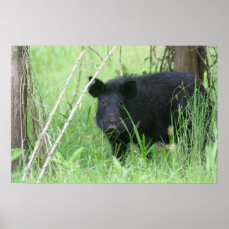 汚れた鼻 ポスター