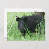 汚れた鼻 ポストカード (正面/裏面)