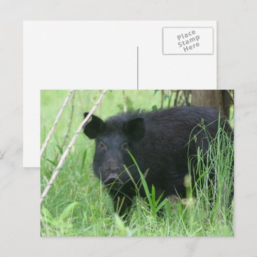 汚れた鼻 ポストカード (正面/裏面)