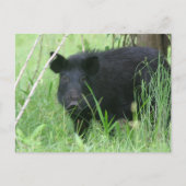 汚れた鼻 ポストカード (正面)