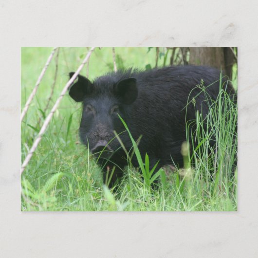 汚れた鼻 ポストカード (正面)