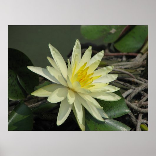 池での一日 ポスター (正面)