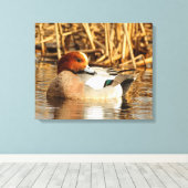 池でハンサムな見知らぬユーラシアのウィゲオンダック キャンバスプリント (インサイチュ (ウッドフロア))