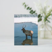 池で冬の鹿 ポストカード (スタンド正面)
